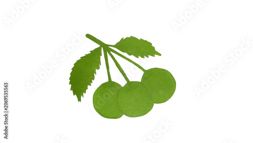 Green leaves with three small fruits on a clean background