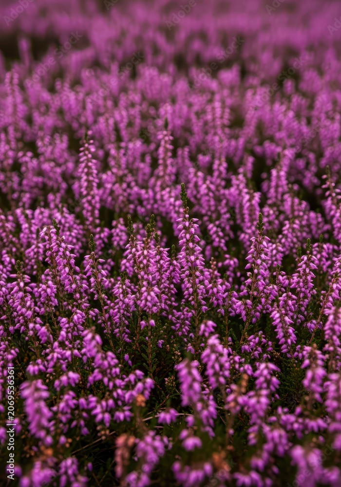 Obraz premium Close-up view of wild purple heather flowers blooming in a dense cluster, creating a beautiful textured natural carpet perfect for backgrounds, flower, outdoors, garden
