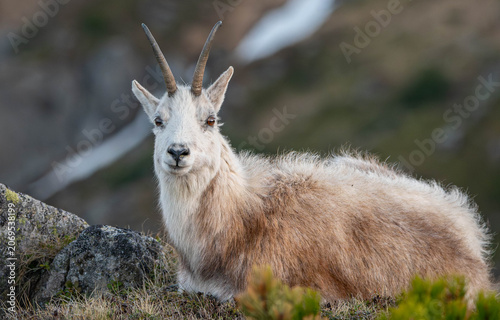 Mountain Goat Portrait in Alpine Wilderness with Blurred Mountain Background