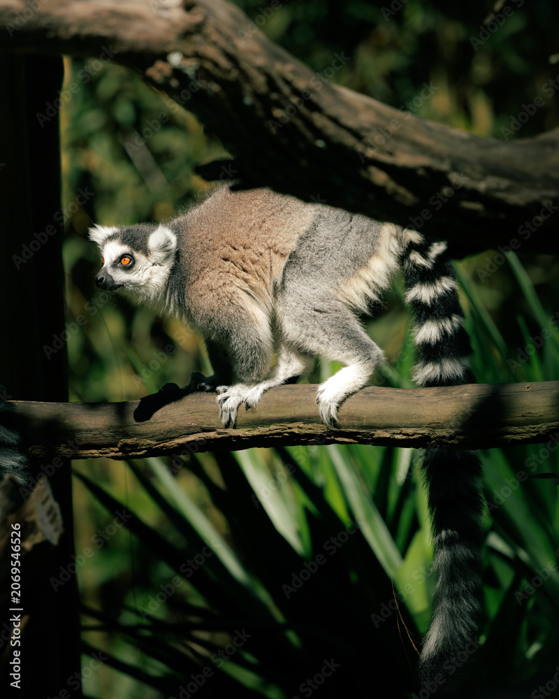 Fototapeta premium Portrait of a ring-tailed lemur (Lemur catta) walking along a branch under natural light. The striped tail and expressive eyes create a striking wildlife composition with selective focus.