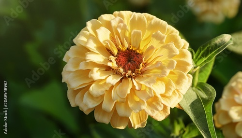 Close Up Of Pale Yellow Zinnia Flower In Full Bloom With Green Foliage Background In Natural Sunlight