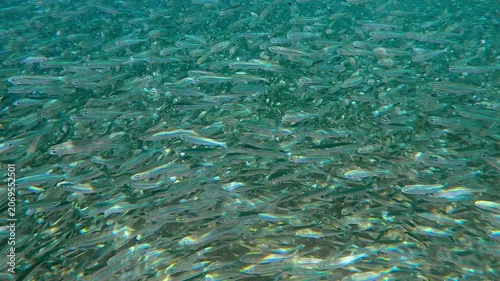 Hardyhead Silversides Atherina at spawning run season accumulate in coastal waters, their scales sparkle in sunlight. Huge school swims along shore under surface. Vast shoal glimmers in sun glare.