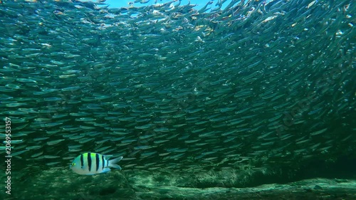 Lots of Hardyhead Silversides cluster together to form tight, huge school under bank during start of spawning run. Countless small fish of Atherina gather together on shallows during spawn season.
