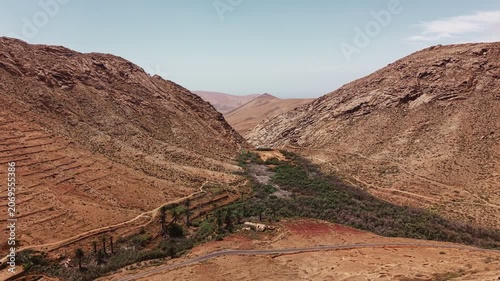 Drone view of a green oasis valley with palm trees between rocky mountains in Fuerteventura, Canary Islands, Spain. Contrasting vegetation in an arid landscape.