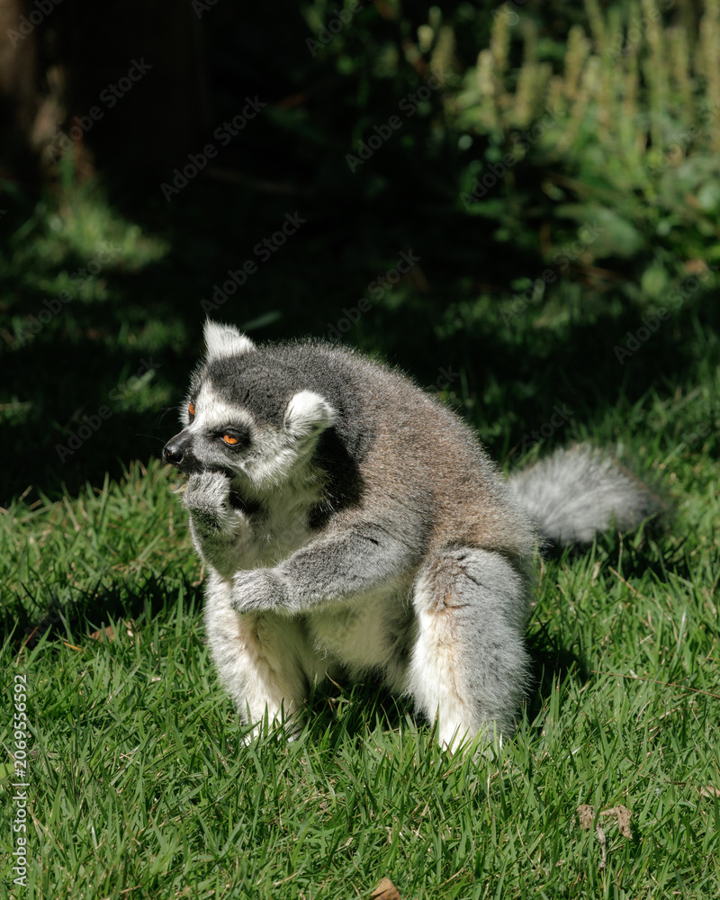 Fototapeta premium Wildlife portrait of a ring-tailed lemur (Lemur catta) feeding while walking across grass with its iconic striped tail raised. Natural light image showing primate behavior and movement.