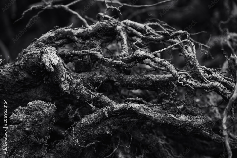 Fototapeta premium Branching and intertwining of old gray roots in black and white