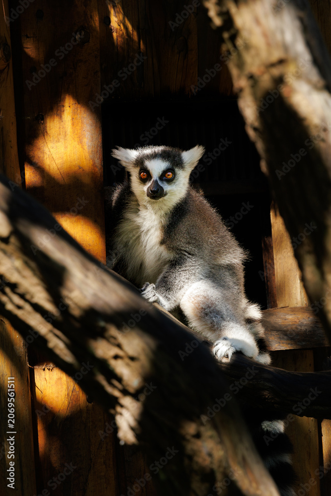 Fototapeta premium Portrait of a ring-tailed lemur (Lemur catta) resting among branches and illuminated by natural sunlight. Wildlife image with environmental framing and direct eye contact.