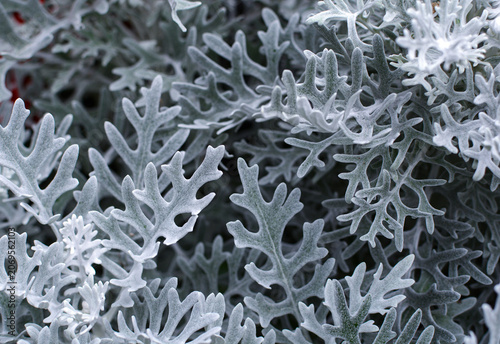 Photos background of silvery Cineraria maritima leaves