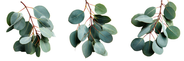 Set of fresh eucalyptus sprig with vibrant green leaves on transparent png background. Ai generated