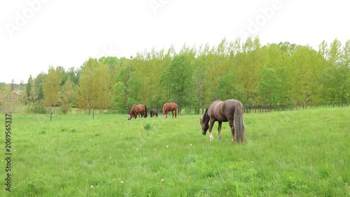 group of brown horses feeding on fresh grass in a spacious pasture highlighting peaceful farm life and natural grazing activity
