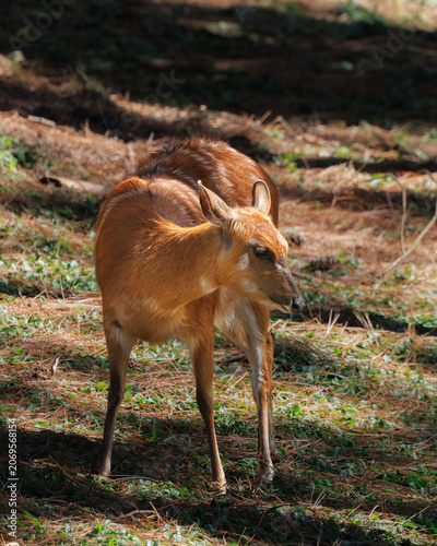 Wildlife portrait of a marsh deer (Blastocerus dichotomus) standing in natural light with environmental composition and selective focus.