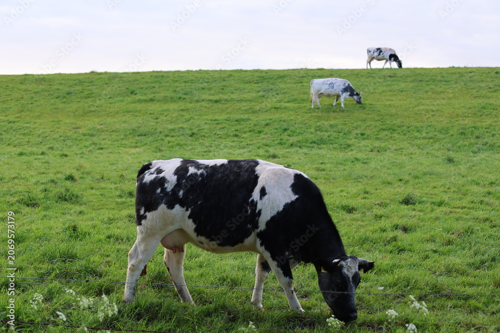 Fototapeta premium Cows on a levee