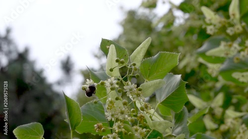 A bumblebee feeds on pollen and nectar from linden flowers and at the same time pollinates them