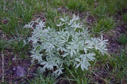 Close-up of a young silvery-green lupine plant with distinctive palmate leaves growing in a grassy patch of ground.