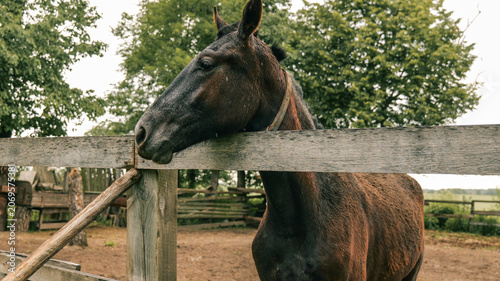 Brown horse with wet fur resting its head on a wooden fence in a rural setting
