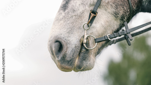 Canvastavla Close-up of a dappled grey horse's muzzle with a metal bit and leather bridle