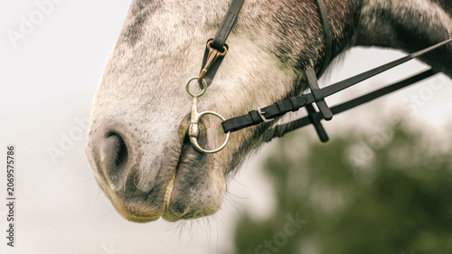 Φωτογραφία Close-up of a dappled grey horse's muzzle with a metal bit and leather bridle