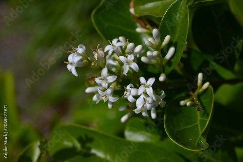 Glossy Privet (Ligustrum lucidum). Oleaceae evergreen. The difference from Ligustrum japonicum is that the leaf veins are visible and the berries are spherical.