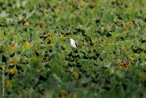 Minimalist wildlife scene showing a small white bird surrounded by dense green wetland vegetation. The composition emphasizes scale, isolation, contrast and the overwhelming environment around the sub