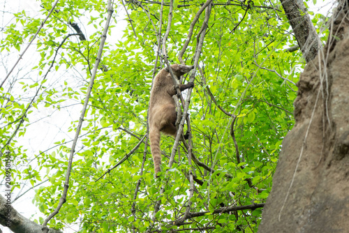 Fotografia coati