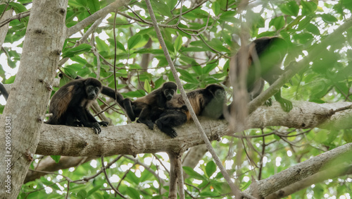 Photography line of monkeys on a tree