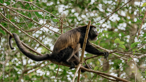 Canvas Print monkey looking