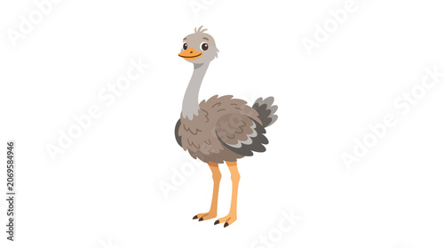 Canvastavla Ostrich bird standing isolated on white background.
