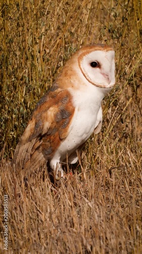 Close-up of a Barn Owl in the morning light. Vertical Video.