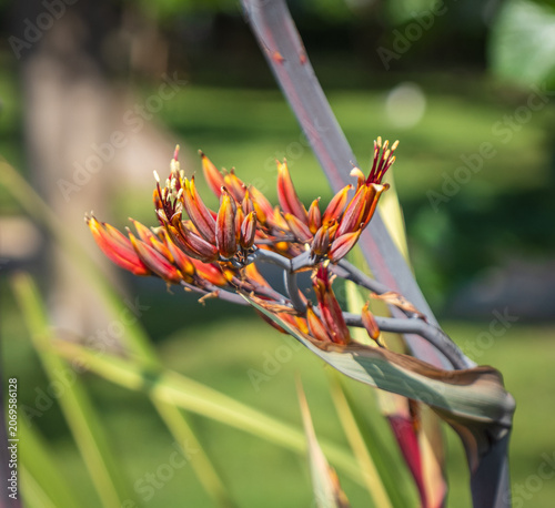 Red Harakeke Flower in Bloom. New Zealand Flax. phormium tenax. Phormium Cookianum.
