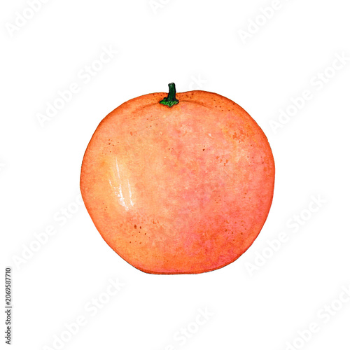 Fresh Orange Citrus Fruit Watercolor Illustration Isolated on Transparent Background