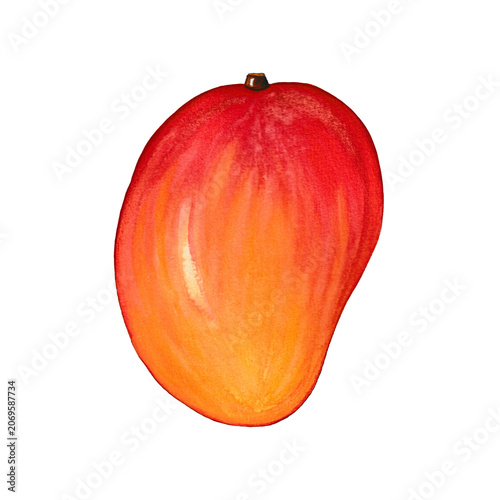 Ripe Mango Tropical Fruit Watercolor Illustration Isolated on Transparent Background