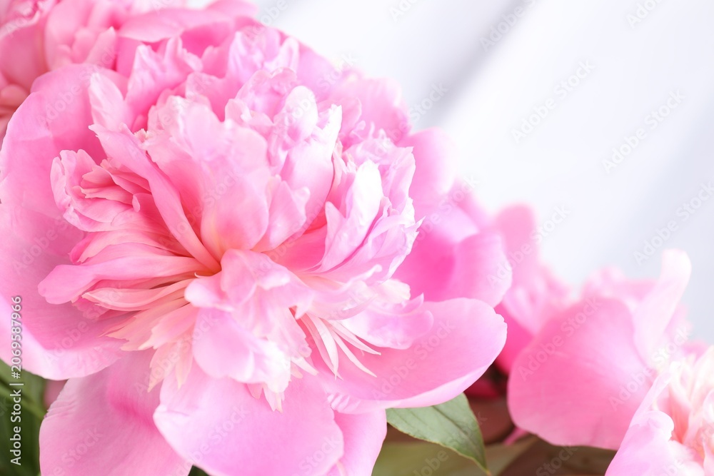 Fototapeta premium Beautiful pink peony flowers on blurred background, closeup