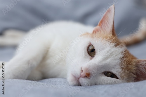 Slika na platnu Overweight cat resting on blanket at home
