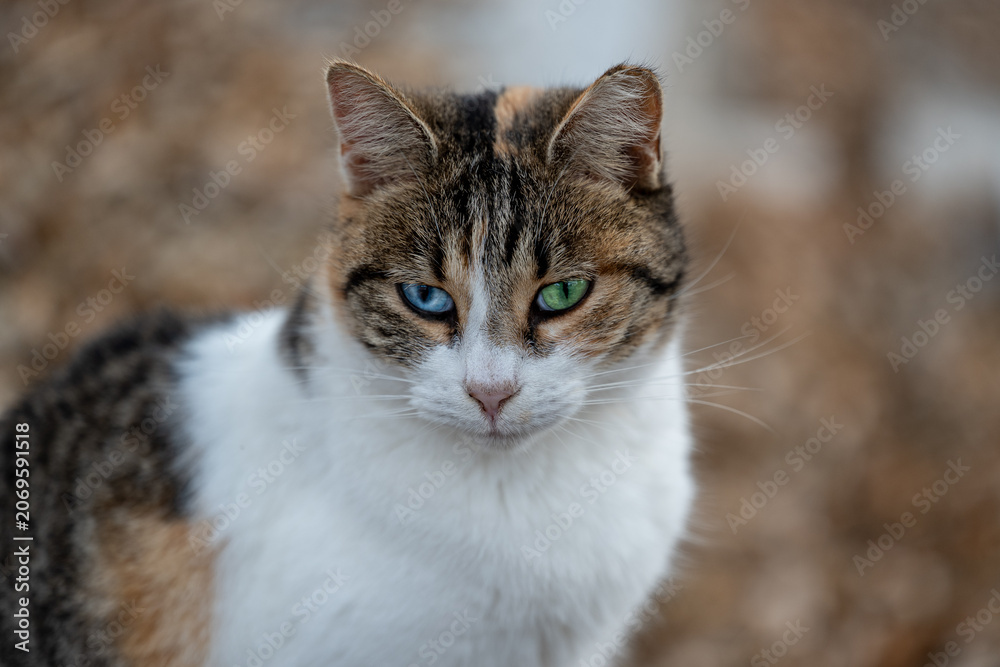 Fototapeta premium Gato en cementerio