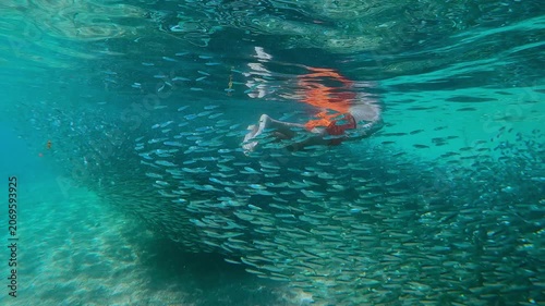 Male snorkeler calmly drifts on surface of water, observing huge school of small fish. Man swims in heart of bait ball of Atherina fish, watching their annual migration over sandy shallows.