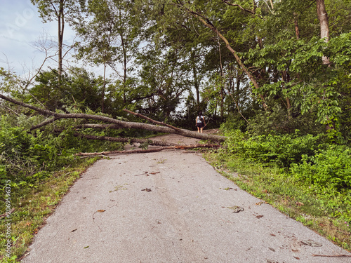 Large Fallen Tree Blocking Paved Bicycle Path. A massive tree blown over by a storm completely blocks a paved bike trail and pedestrian path in a dense green forested park.