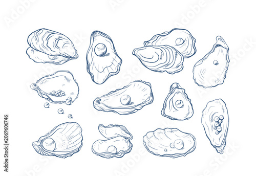 Vászonkép Oyster Shell With Pearl Sketch Set