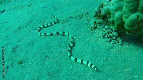 Close-up of Banded Snake Eel (Myrichthys colubrinus) crawling on sandy seafloor and searching for prey near coral, close-up