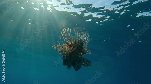 Close-up of Red Lionfish swimming below surface in blue water in sunny day, backlit by sun with sun glare on lens. Common Lionfish (Pterois volitans) swims in blue ocean under brightly sunshine