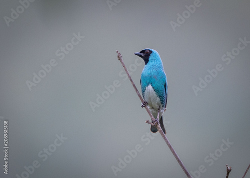 Swallow Tanager on a branch