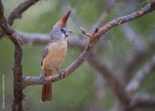 Vermillion Cardinal on a Branch