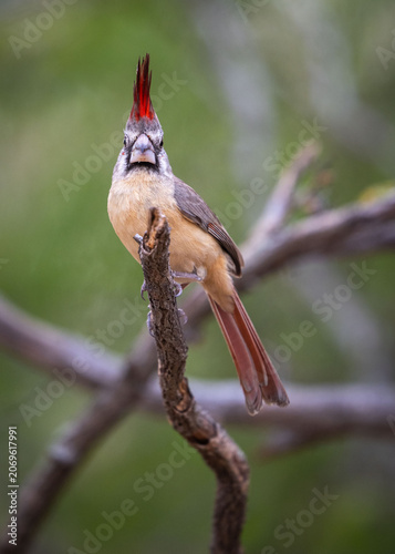 Vermillion Cardinal on a Branch