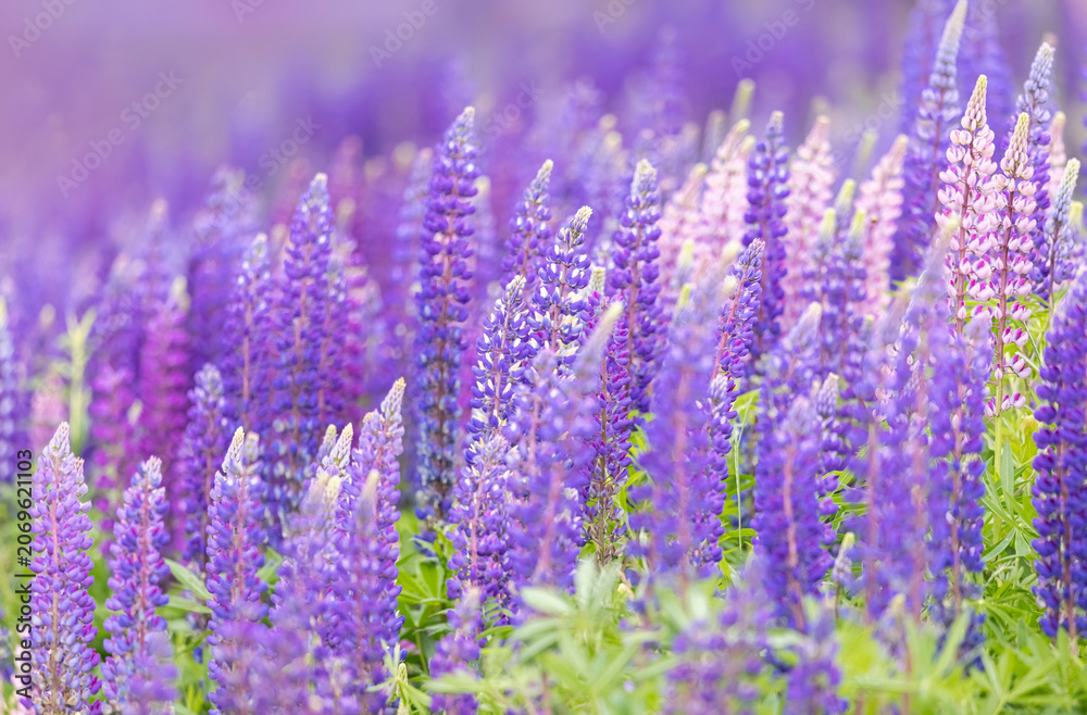 Obraz premium Lupines growing in a field, Prince Edward Island, Canada.