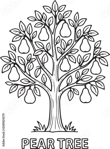 Hand drawn pear tree line art vector. Educational coloring activity showing seasonal fruit growth and plant biology.