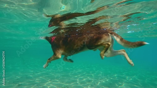 Underwater view of dog swimming on surface of water towards shore on sunny day. Doggy refreshes itself from sweltering summer heat by swimming in sea. dog swam in sea to cool off.