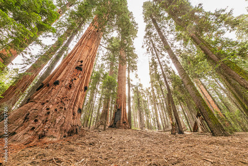 Sequoia forest trees on the Rocky mountains