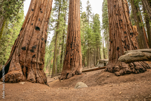 Sequoia forest trees on the Rocky mountains