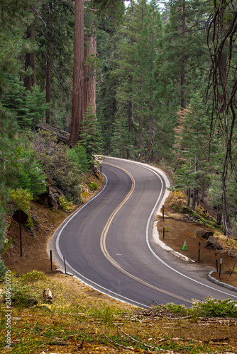 Sequoia forest trees on the Rocky mountains