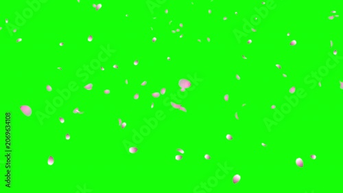 Cherry blossom petals falling animation. Pink cherry petals. Sakura leaves falling. Realistic falling blossoms. Falling petals. Japanese spring concept