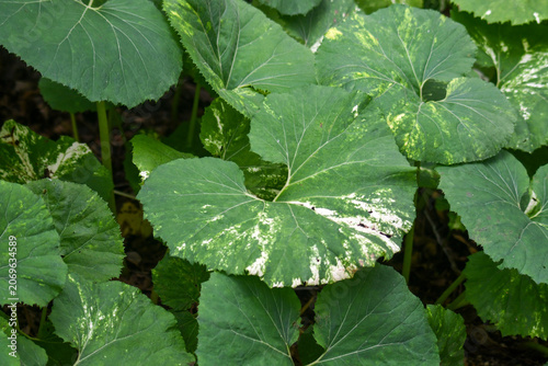 Leafy butterbur plant 